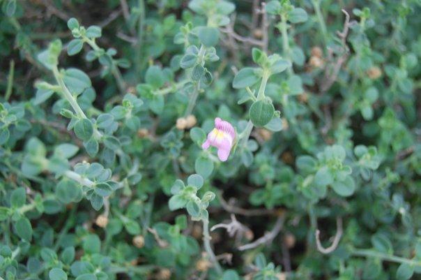 Endemismos vegetales del Cabo de Gata