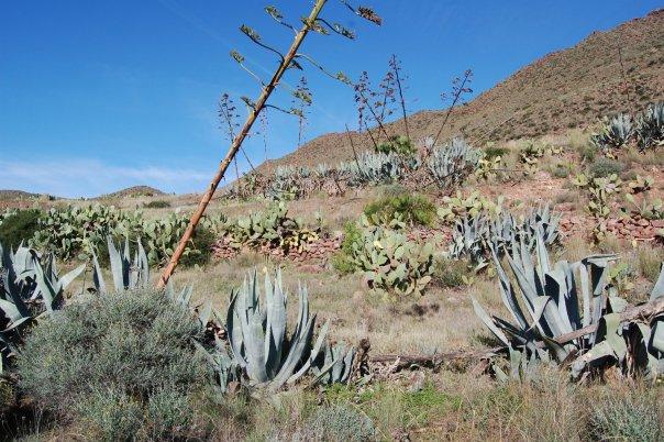 Flora del Parque Natural  marítimo-terrestre de Cabo de Gata-Níjar