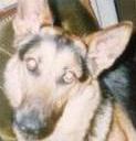 nuestro perro.