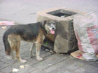 Mi perro no está más conmigo