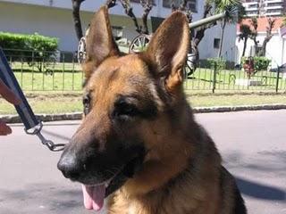 Feliz día del perro!!!!