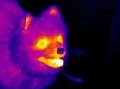 Golpes calor perro
