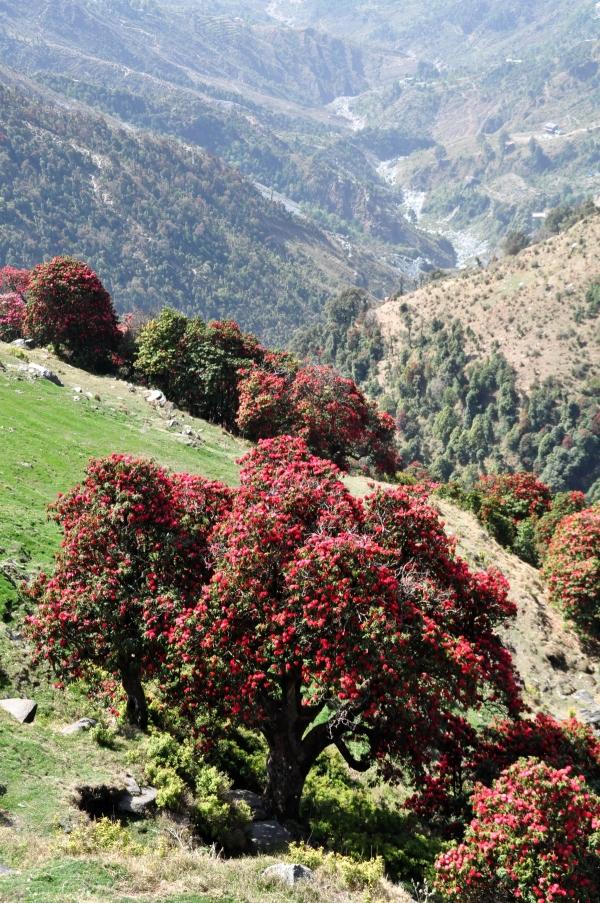 Trekking a Triund