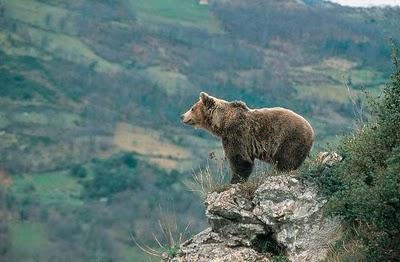 El regreso del Oso