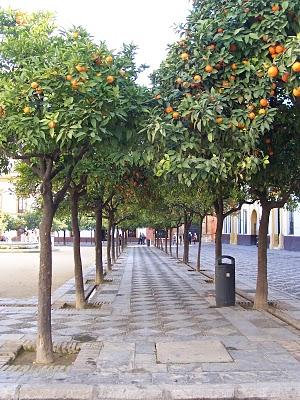 Naranjas amargas