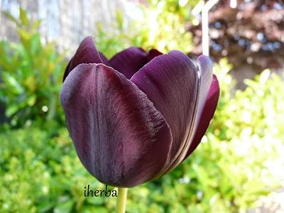 Un regalo para la vista