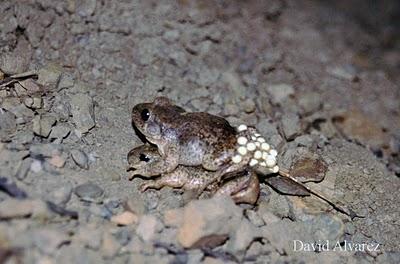 El canto del sapo partero