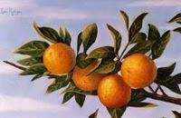 La Guerra de las Naranjas