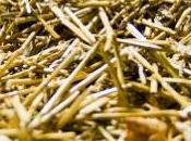 Aprobado proyecto 'bio-refinería sostenible'