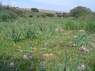 La mayor riqueza es... ¿un suelo no muy rico?