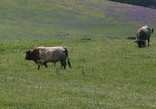 JORNADA DE LA PEÑA CURRO JIMÉNEZ EN LA GANADERÍA DE D. RAMÓN SÁNCHEZ