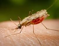 ¿Qué es...?: La malaria