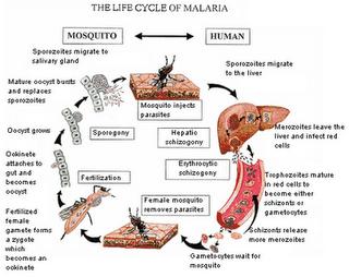 ¿Qué es...?: La malaria