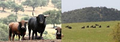 ANTROPOLOGIA DE LA FIESTA Y SU INFLUENCIA EN LA CULTURA HISPANICA (Capitulo I)