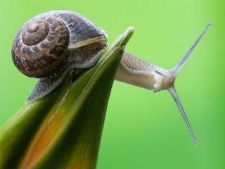 La senda del caracol