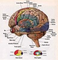 Datos curiosos del cerebro humano ¿cuántas le quedan a usted?