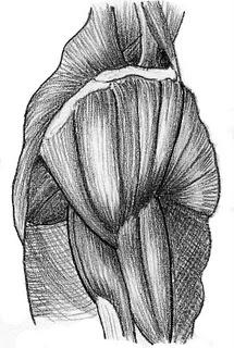 ¡QUE MARAVILLA DE HOMBROS!