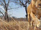 Beetlecam: cámara todoterreno control remoto