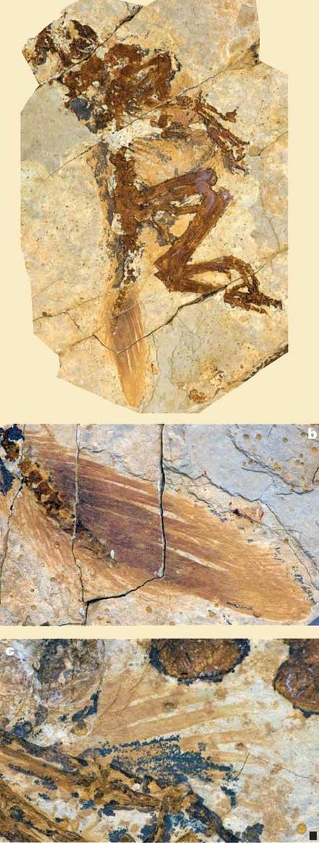Similicaudipteryx y las plumas extintas
