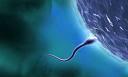 Nuevas Evidencias sobre la Funcion del Esperma