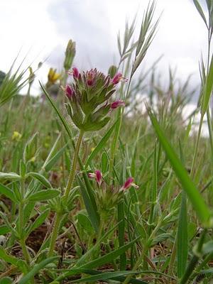 Vampiro vegetal subterráneo