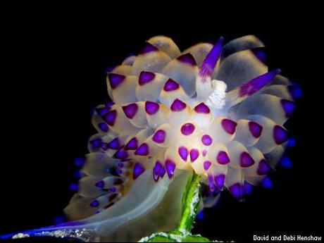 Nudibranchia Chromodorididae Mexichromis kempfi