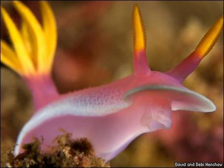 Nudibranchia Chromodorididae Mexichromis kempfi