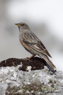 El acentor alpino