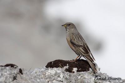 El acentor alpino