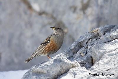 El acentor alpino