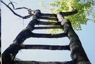 Naturaleza manipulada