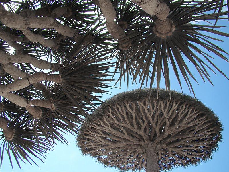 LOS MÁGICOS ÁRBOLES DE SOCOTORA