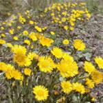 Tussilago farfara plantas medicinales