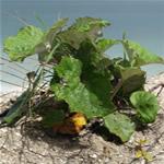 Tussilago farfara plantas medicinales