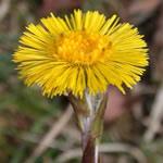 Tussilago farfara plantas medicinales