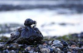 Derrame de crudo en el Golfo de México