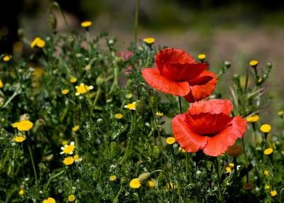 Después de un invierno malo...