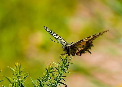 Después de un invierno malo...