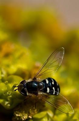 Después de un invierno malo...