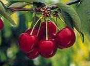 Cerezas contra edad