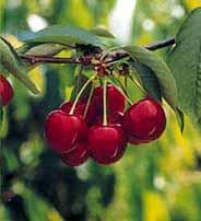 Cerezas contra la edad