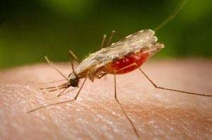 Una nueva alianza contra la malaria en Twitter