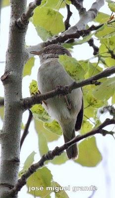 ABRIL AGUAS MIL,¿QUIEN DIJO MIEDO A SALIR?