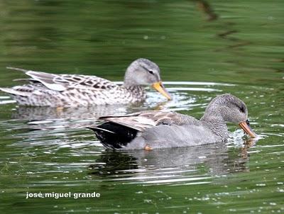 ABRIL AGUAS MIL,¿QUIEN DIJO MIEDO A SALIR?