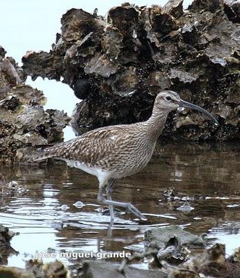 ABRIL AGUAS MIL,¿QUIEN DIJO MIEDO A SALIR?