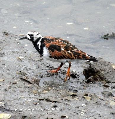 ABRIL AGUAS MIL,¿QUIEN DIJO MIEDO A SALIR?