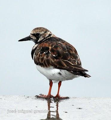 ABRIL AGUAS MIL,¿QUIEN DIJO MIEDO A SALIR?