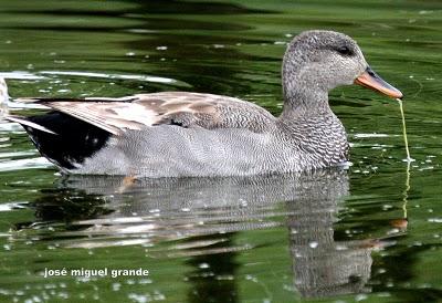 ABRIL AGUAS MIL,¿QUIEN DIJO MIEDO A SALIR?
