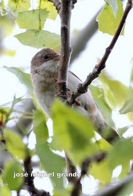 ABRIL AGUAS MIL,¿QUIEN DIJO MIEDO A SALIR?