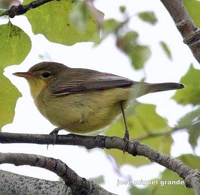 ABRIL AGUAS MIL,¿QUIEN DIJO MIEDO A SALIR?